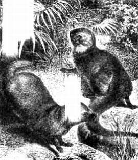 Иллюстрация к книге — Хитрее человека. Исчерпывающая история крысы и человеческая  цивилизация [_35.jpg]