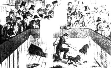 Иллюстрация к книге — Хитрее человека. Исчерпывающая история крысы и человеческая  цивилизация [_36.jpg]