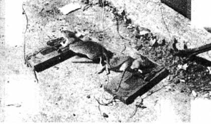 Иллюстрация к книге — Хитрее человека. Исчерпывающая история крысы и человеческая  цивилизация [_38.jpg]