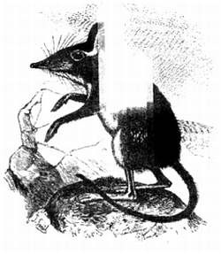 Иллюстрация к книге — Хитрее человека. Исчерпывающая история крысы и человеческая  цивилизация [_47.jpg]