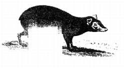 Иллюстрация к книге — Хитрее человека. Исчерпывающая история крысы и человеческая  цивилизация [_48.jpg]