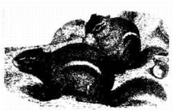 Иллюстрация к книге — Хитрее человека. Исчерпывающая история крысы и человеческая  цивилизация [_49.jpg]