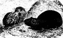 Иллюстрация к книге — Хитрее человека. Исчерпывающая история крысы и человеческая  цивилизация [_55.jpg]