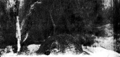 Иллюстрация к книге — Хитрее человека. Исчерпывающая история крысы и человеческая  цивилизация [_62.jpg]