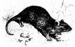 Иллюстрация к книге — Хитрее человека. Исчерпывающая история крысы и человеческая  цивилизация [_65.jpg]