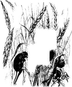 Иллюстрация к книге — Хитрее человека. Исчерпывающая история крысы и человеческая  цивилизация [_66.jpg]