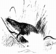 Иллюстрация к книге — Хитрее человека. Исчерпывающая история крысы и человеческая  цивилизация [_68.jpg]