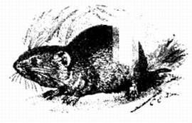 Иллюстрация к книге — Хитрее человека. Исчерпывающая история крысы и человеческая  цивилизация [_69.jpg]