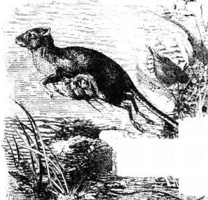 Иллюстрация к книге — Хитрее человека. Исчерпывающая история крысы и человеческая  цивилизация [_70.jpg]