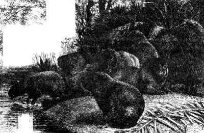 Иллюстрация к книге — Хитрее человека. Исчерпывающая история крысы и человеческая  цивилизация [_78.jpg]