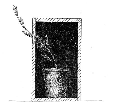 Иллюстрация к книге — О чем думают растения [i_004.jpg]