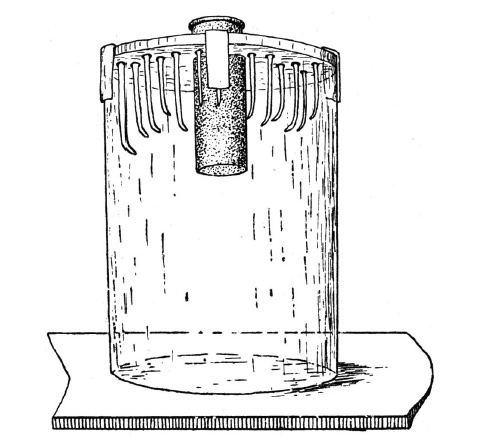Иллюстрация к книге — О чем думают растения [i_005.jpg]