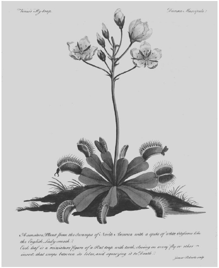 Иллюстрация к книге — О чем думают растения [i_006.jpg]