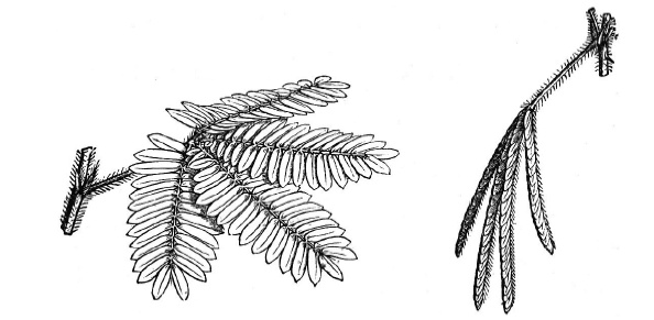 Иллюстрация к книге — О чем думают растения [i_007.jpg]