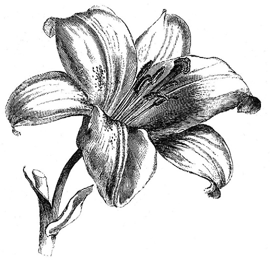 Иллюстрация к книге — О чем думают растения [i_013.jpg]