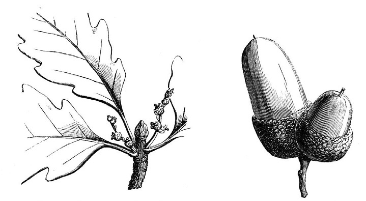 Иллюстрация к книге — О чем думают растения [i_015.jpg]