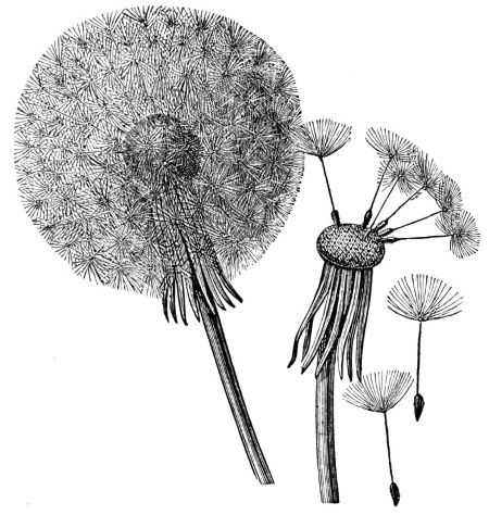 Иллюстрация к книге — О чем думают растения [i_019.jpg]