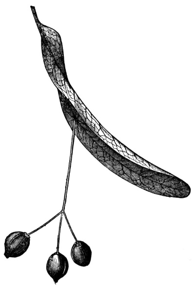 Иллюстрация к книге — О чем думают растения [i_021.jpg]