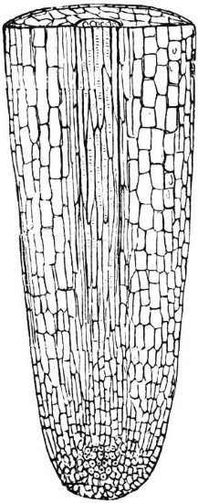 Иллюстрация к книге — О чем думают растения [i_024.jpg]