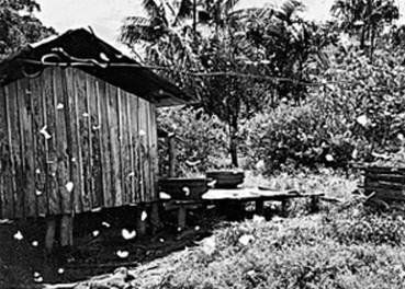 Иллюстрация к книге — Инсектопедия [i_003.jpg]