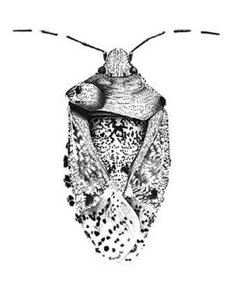 Иллюстрация к книге — Инсектопедия [i_010.jpg]