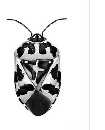 Иллюстрация к книге — Инсектопедия [i_011.jpg]