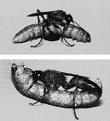 Иллюстрация к книге — Инсектопедия [i_021.jpg]