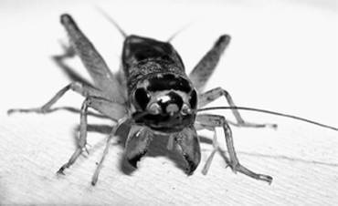 Иллюстрация к книге — Инсектопедия [i_030.jpg]