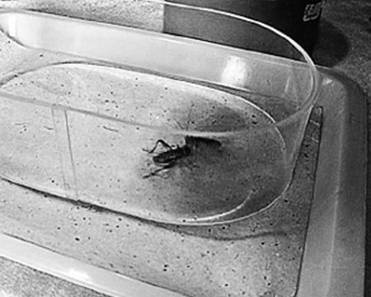 Иллюстрация к книге — Инсектопедия [i_031.jpg]