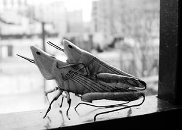 Иллюстрация к книге — Инсектопедия [i_033.jpg]