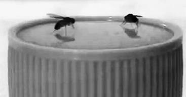 Иллюстрация к книге — Инсектопедия [i_034.jpg]