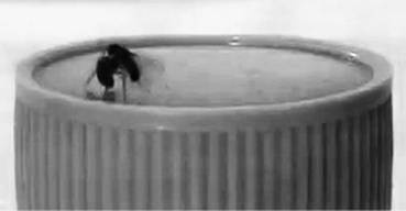 Иллюстрация к книге — Инсектопедия [i_036.jpg]