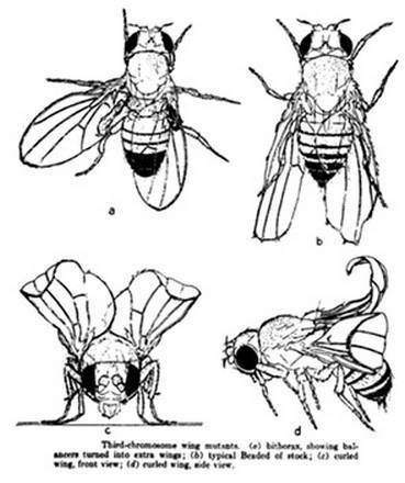Иллюстрация к книге — Инсектопедия [i_038.jpg]