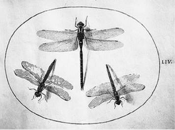 Иллюстрация к книге — Инсектопедия [i_043.jpg]