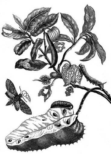 Иллюстрация к книге — Инсектопедия [i_051.jpg]