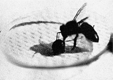 Иллюстрация к книге — Инсектопедия [i_053.jpg]