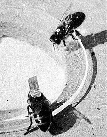 Иллюстрация к книге — Инсектопедия [i_054.jpg]