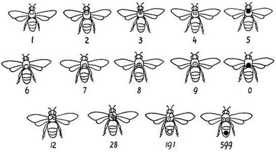 Иллюстрация к книге — Инсектопедия [i_060.jpg]
