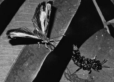 Иллюстрация к книге — Инсектопедия [i_083.jpg]