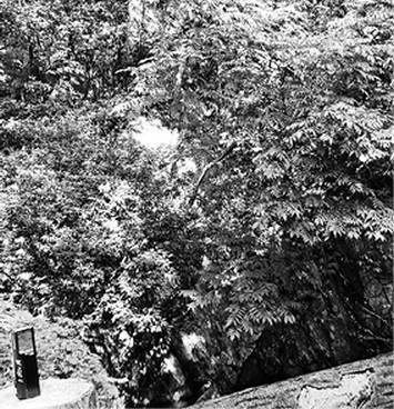 Иллюстрация к книге — Инсектопедия [i_086.jpg]