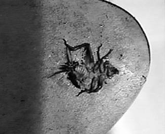 Иллюстрация к книге — Инсектопедия [i_090.jpg]