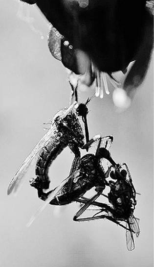 Иллюстрация к книге — Инсектопедия [i_094.jpg]