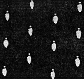 Иллюстрация к книге — Инсектопедия [i_101.jpg]