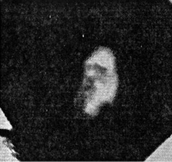 Иллюстрация к книге — Инсектопедия [i_102.jpg]