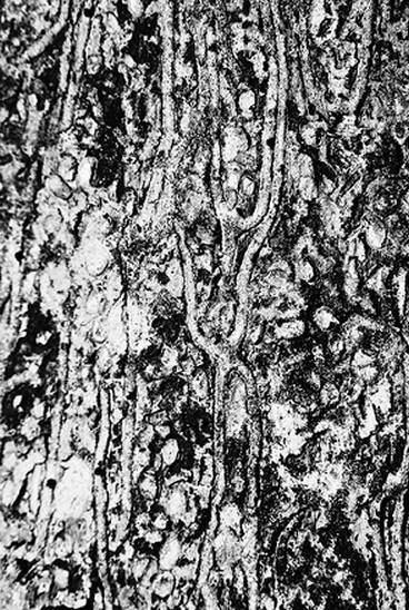 Иллюстрация к книге — Инсектопедия [i_106.jpg]