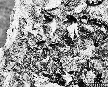 Иллюстрация к книге — Инсектопедия [i_107.jpg]