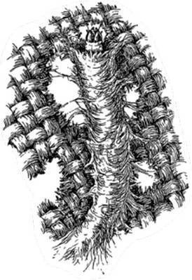 Иллюстрация к книге — Инсектопедия [i_109.jpg]