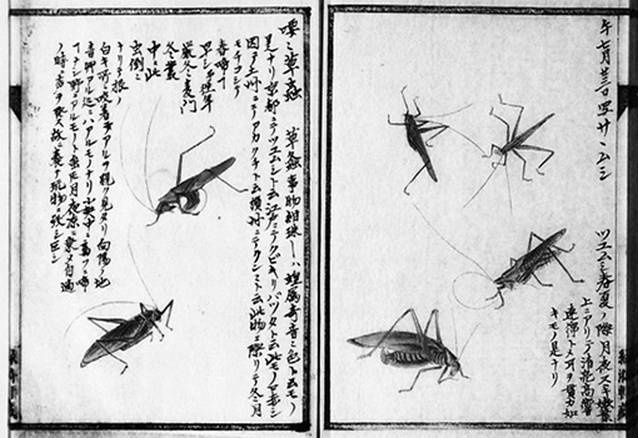 Иллюстрация к книге — Инсектопедия [i_124.jpg]