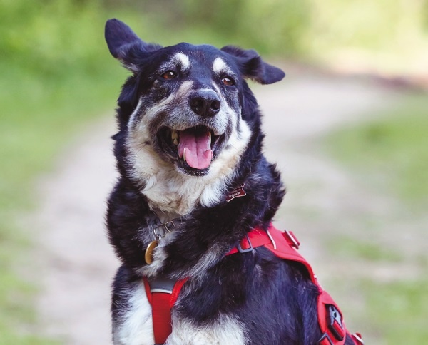 Иллюстрация к книге — Я нашла вам собаку [i_005.jpg]