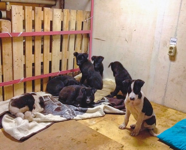 Иллюстрация к книге — Я нашла вам собаку [i_006.jpg]